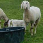 Pecore dell'allevamento di Amich
